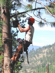 Tree Pruning and Shrubing Services