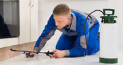 Guaranteed Pest Control Services at Best Prices in Mississauga GTA