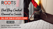 Bed Bug Control & Removal in Canada | Roots Pest Control