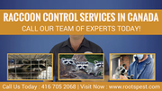 Roots Pest Control | Raccoon Control Services in Canada