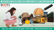 Roots Pest Control Services in Brampton,  Canada