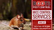 Mice Control Services in Brampton | Roots Pest Control 