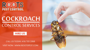 Cockroach Control Services in Brampton | Roots Pest Control