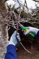 Tree Services Wallaceburg – Certified Arborists at CK Tree Care